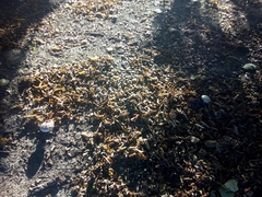 Amanita echinocephala