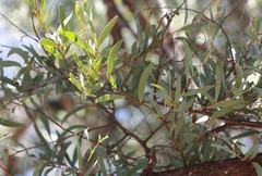 Acacia catenulata