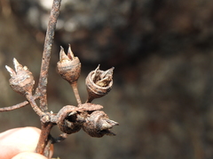 Eucalyptus resinifera