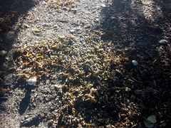 Amanita echinocephala