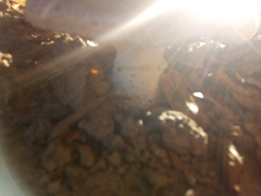 Amanita echinocephala