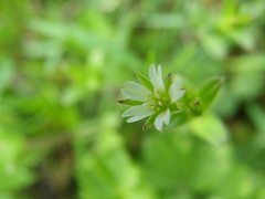 Cerastium holosteoides
