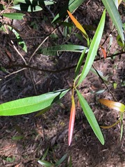 Samadera bidwillii