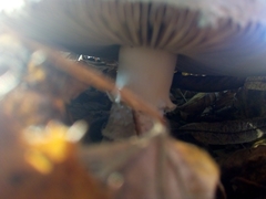 Amanita echinocephala