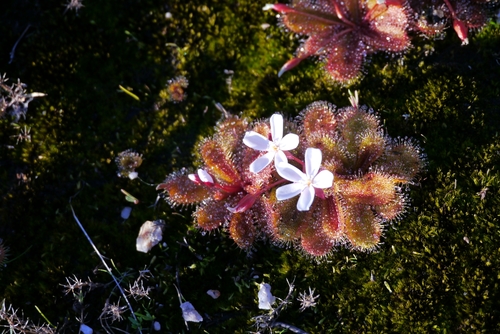 Drosera bulbosa