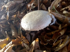 Amanita echinocephala