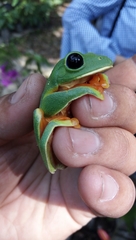 Agalychnis moreletii