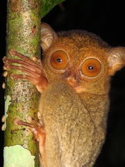 Horsfield's Tarsier photo 3