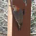 Golden-fronted × Red-bellied Woodpecker - Photo (c) Chuck Sexton, some rights reserved (CC BY-NC), uploaded by Chuck Sexton