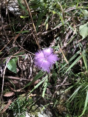 Dianthus pygmaeus