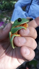 Agalychnis moreletii