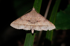 Hypospila bolinoides