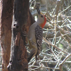 Melanerpes aurifrons × carolinus