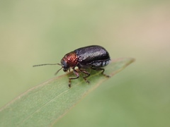 Aporocera viridis