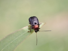 Aporocera viridis