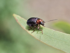 Aporocera viridis