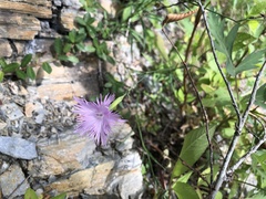 Dianthus pygmaeus