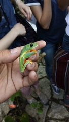 Agalychnis moreletii