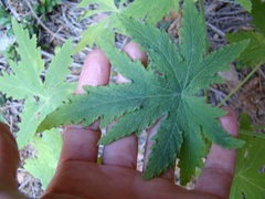Pelargonium hispidum