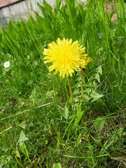Taraxacum