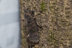 Penthicodes pulchellus