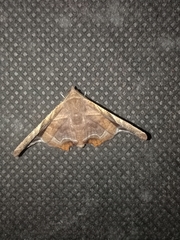 Episparis tortuosalis