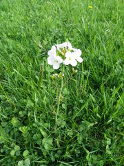 Cardamine pratensis