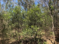 Samadera bidwillii