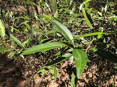 Samadera bidwillii
