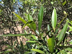 Samadera bidwillii