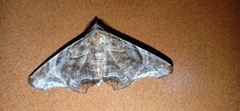 Episparis tortuosalis