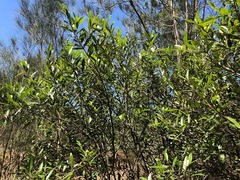 Samadera bidwillii