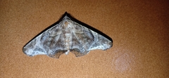 Episparis tortuosalis