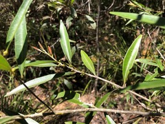 Samadera bidwillii