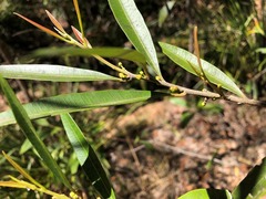 Samadera bidwillii