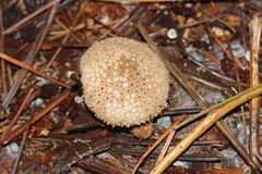 Lycoperdon bispinosum
