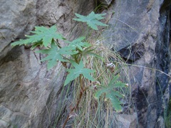 Pelargonium hispidum