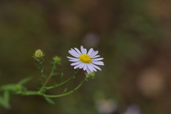 Aster meyendorffii