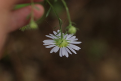 Aster meyendorffii