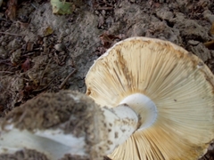 Amanita echinocephala
