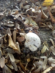 Amanita echinocephala