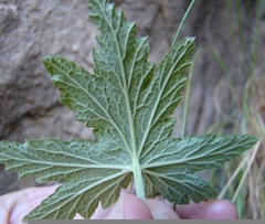 Pelargonium hispidum