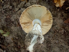 Amanita echinocephala