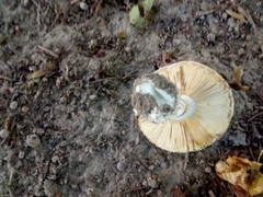 Amanita echinocephala