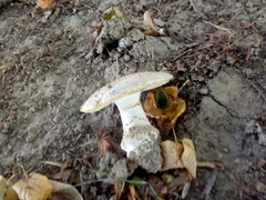 Amanita echinocephala