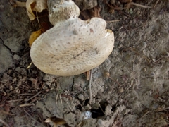 Amanita echinocephala