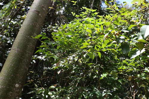 Image of Decaspermum humile by (c) Greg Tasney, some rights reserved (CC BY-SA)