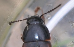 Tachinus lignorum