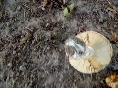 Amanita echinocephala