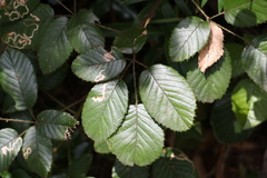 Rubus moorei